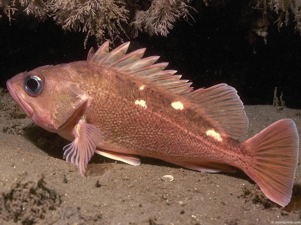 Fonds d'cran Animaux Vie marine - Poissons 