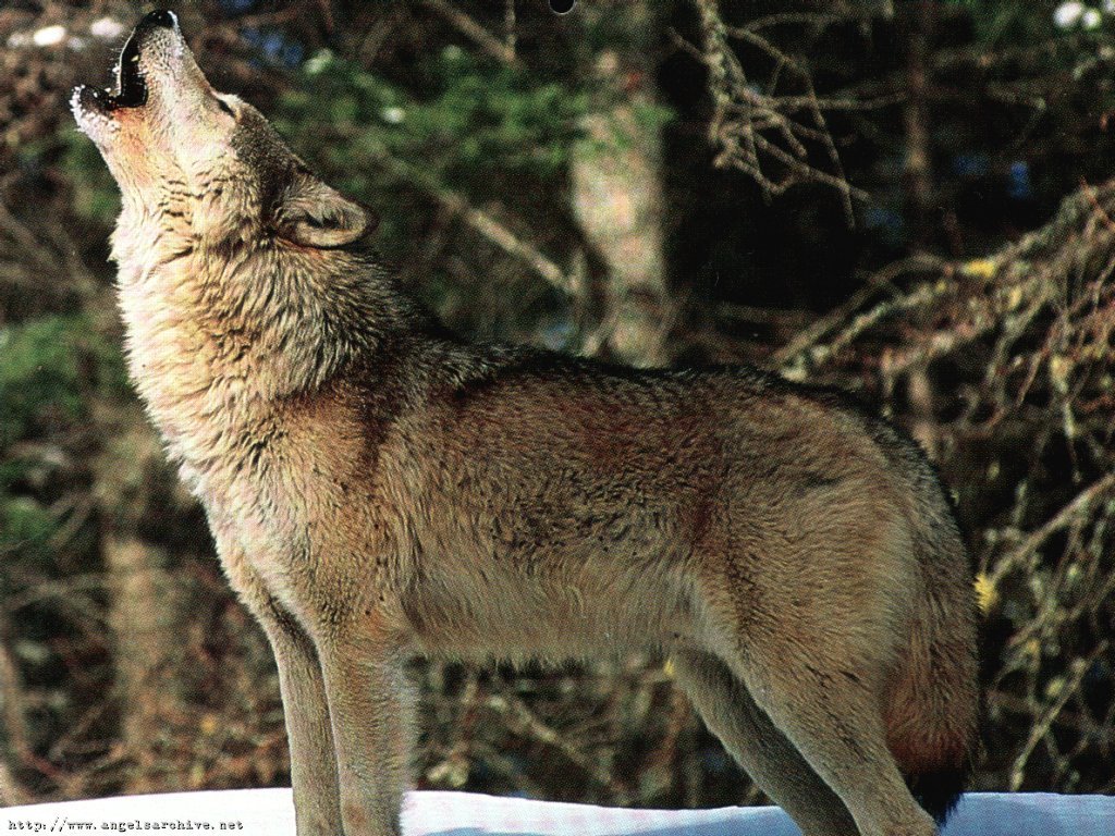 Fonds d'cran Animaux Loups 