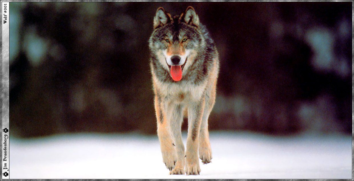 Wallpapers Animals Wolves 