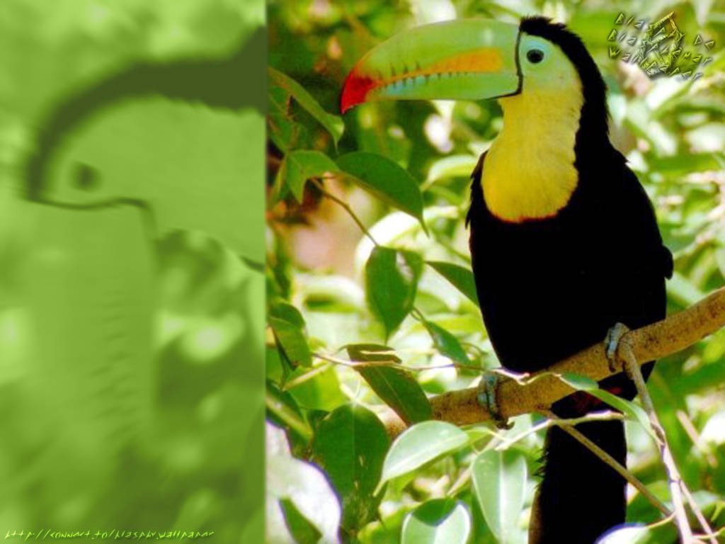 Fonds d'cran Animaux Oiseaux - Toucans 