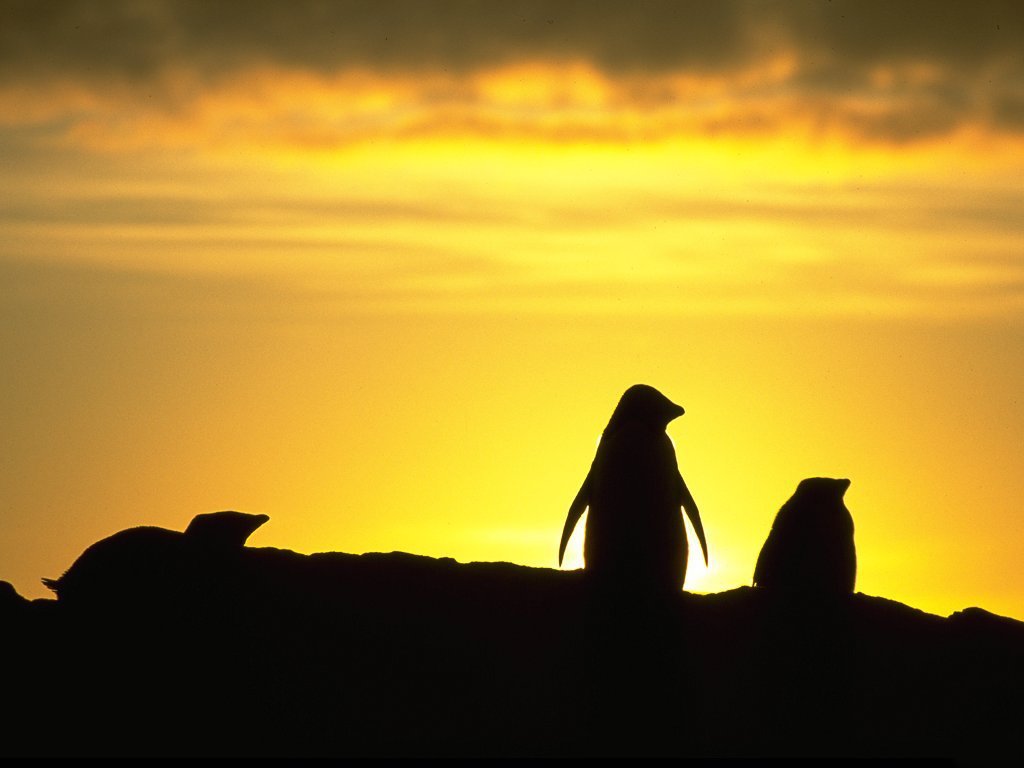 Fonds d'cran Animaux Oiseaux - Pingouins 