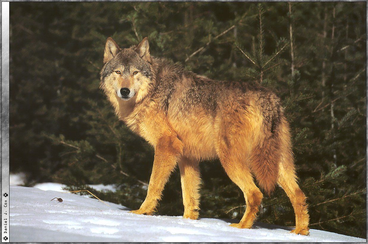 Fonds d'cran Animaux Loups 