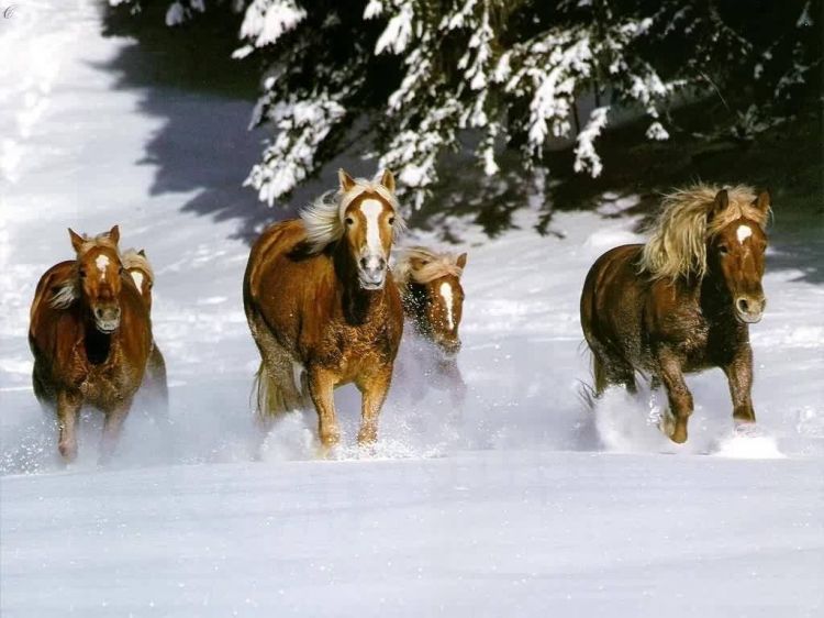 Fonds d'cran Animaux Chevaux Wallpaper N38683