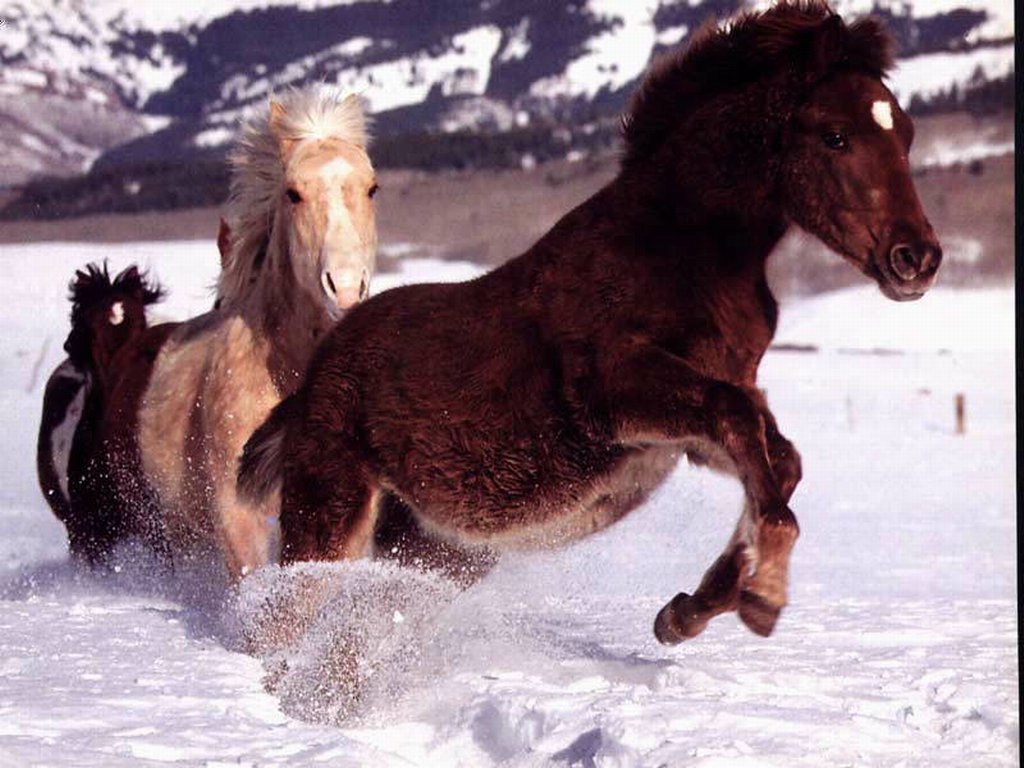 Fonds d'cran Animaux Chevaux 