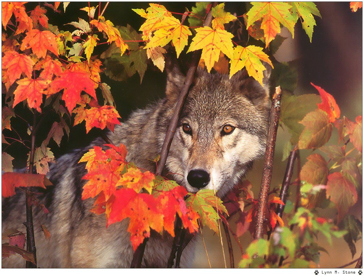 Fonds d'cran Animaux Loups 