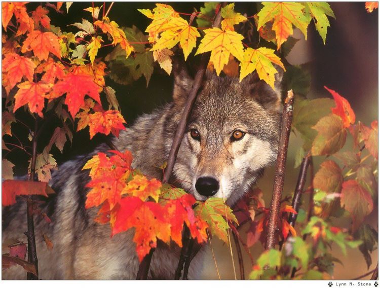 Fonds d'cran Animaux Loups Wallpaper N38958