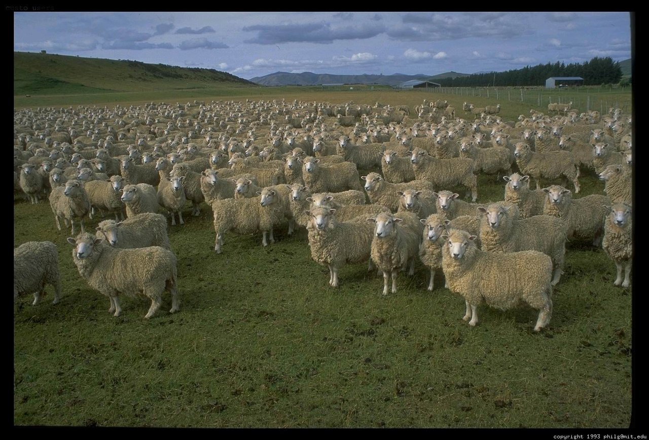 Fonds d'cran Animaux Moutons - Mouflons 