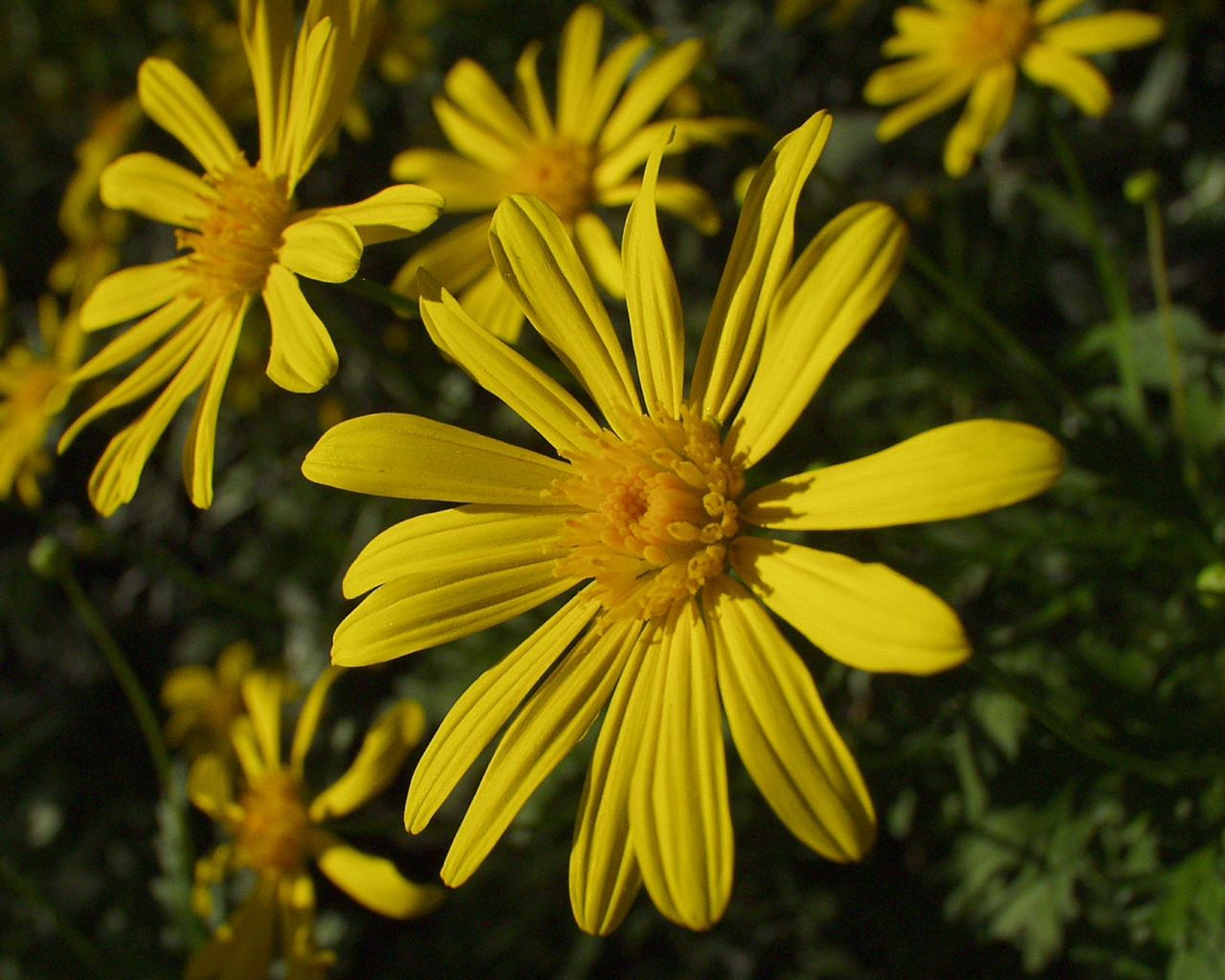 Fonds d'cran Nature Fleurs 