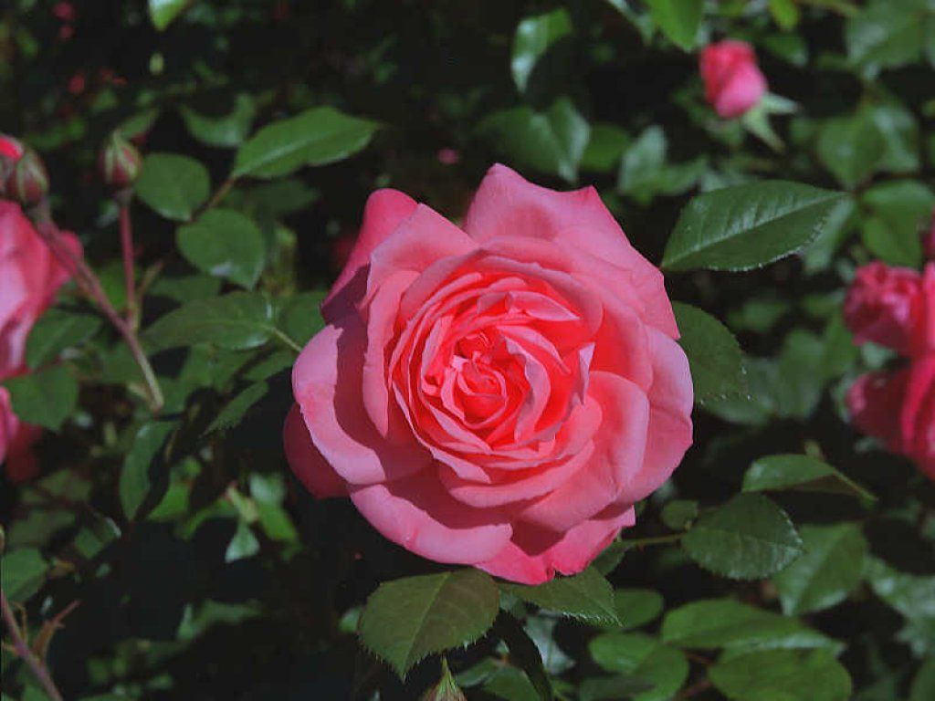 Fonds d'cran Nature Fleurs 