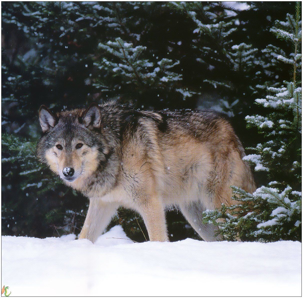 Fonds d'cran Animaux Loups 