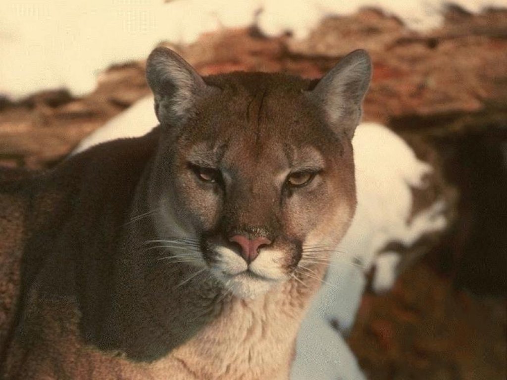 Fonds d'cran Animaux Flins - Pumas 