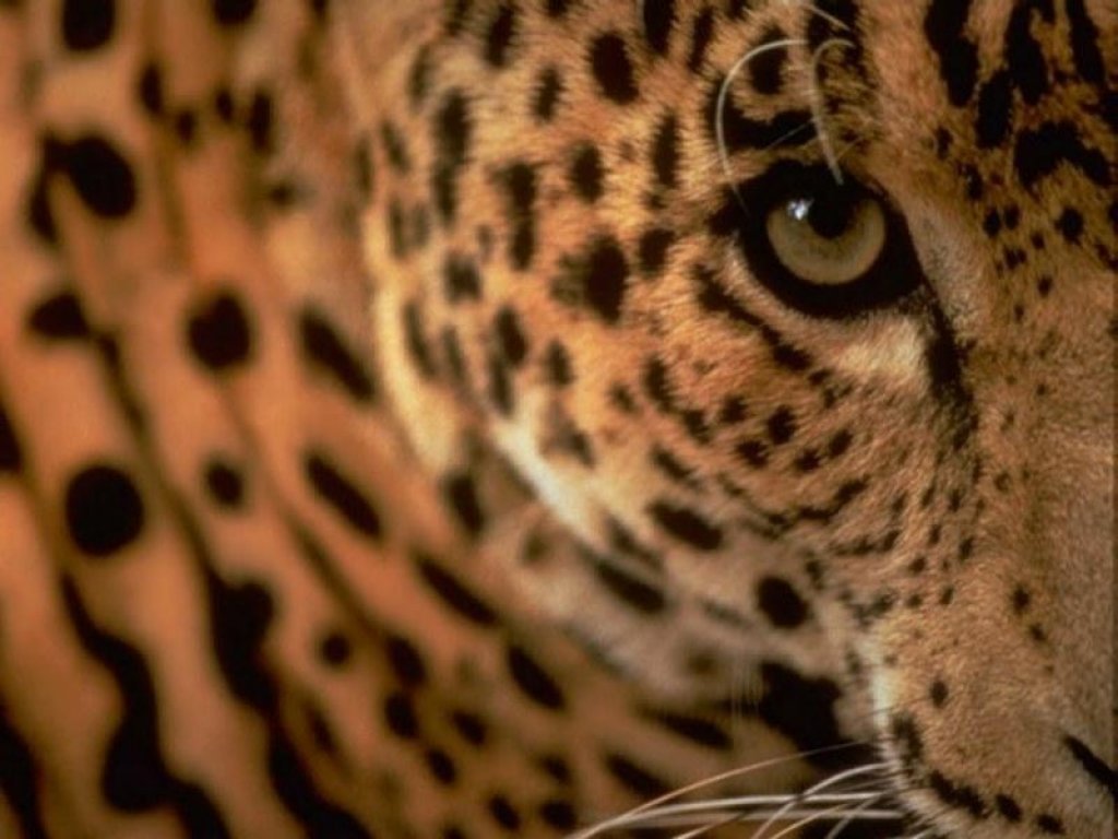 Wallpapers Animals Felines - Leopards 