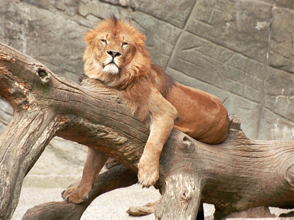 Fonds d'cran Animaux Flins - Lions 