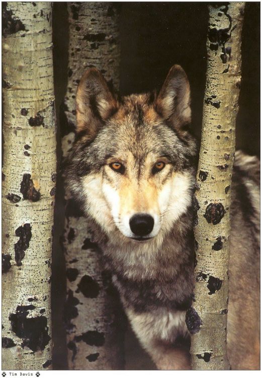 Fonds d'cran Animaux Loups Wallpaper N38957