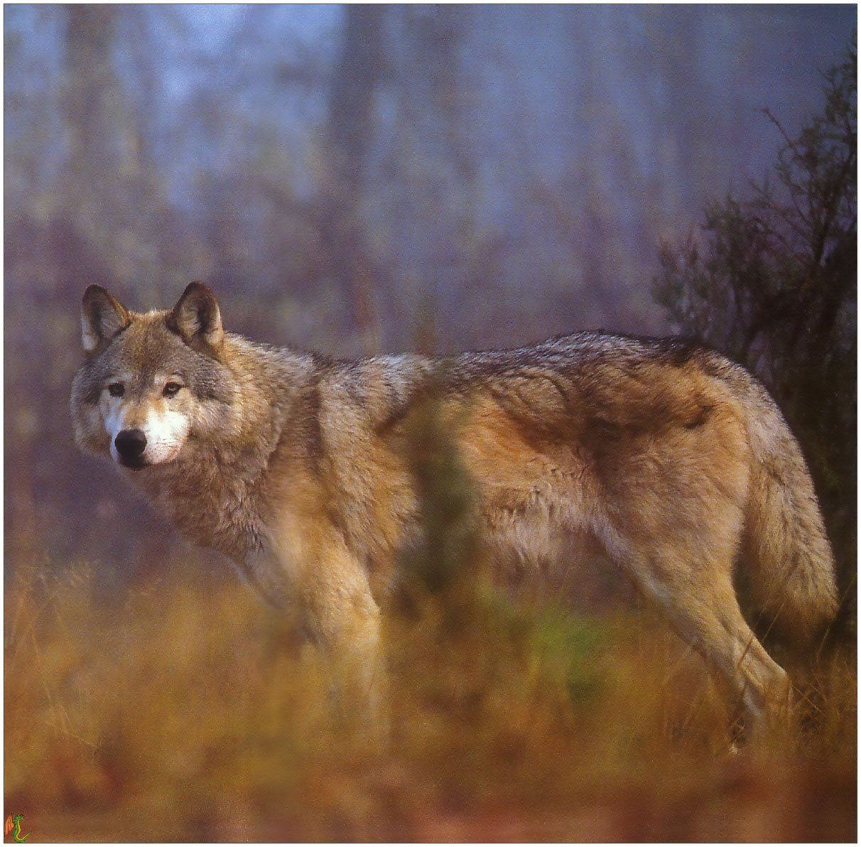 Wallpapers Animals Wolves 