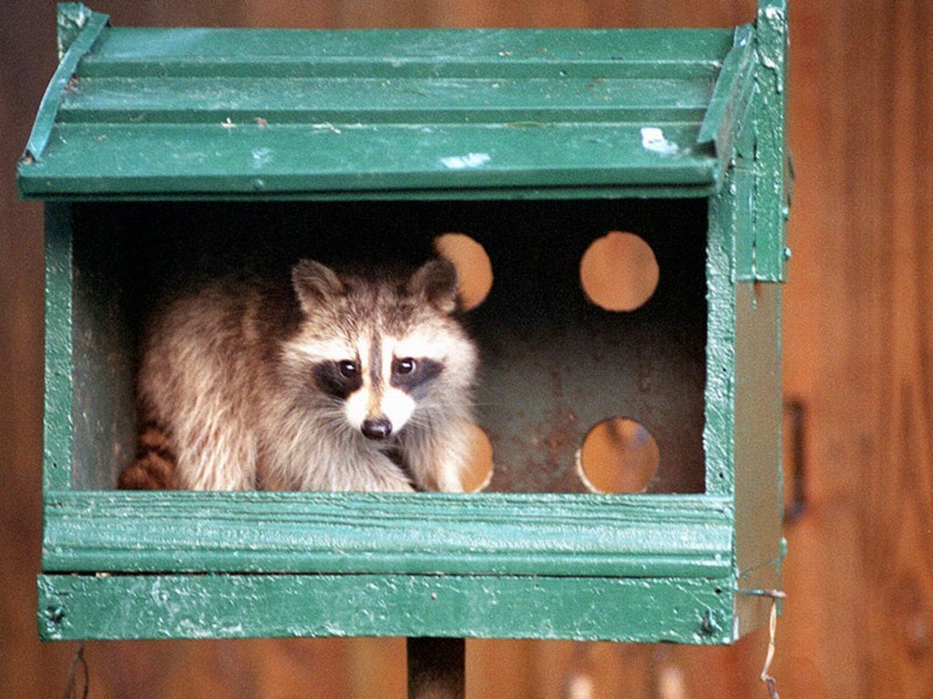 Fonds d'cran Animaux Ratons Laveurs 