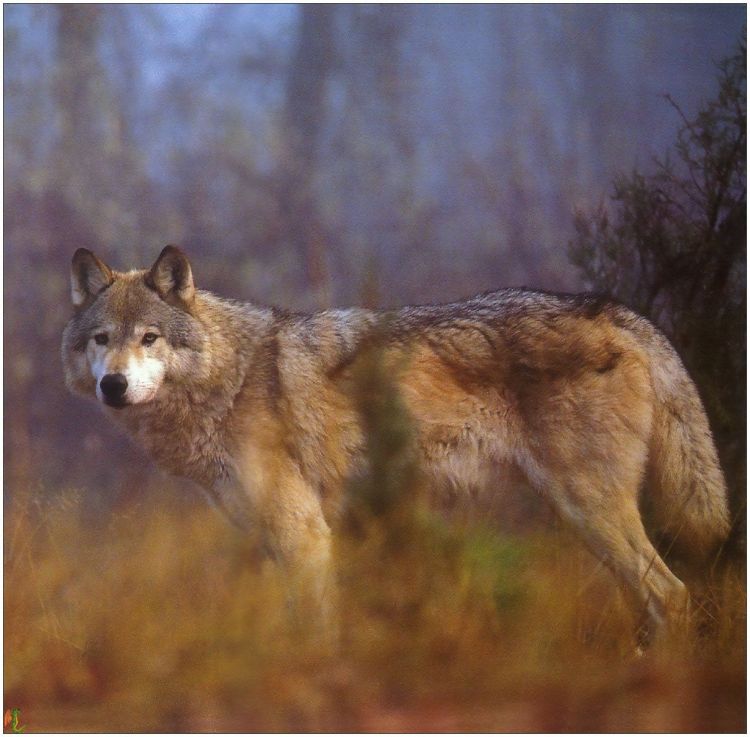 Wallpapers Animals Wolves Wallpaper N38977