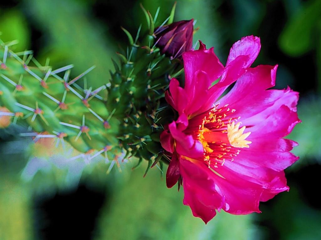 Fonds d'cran Nature Fleurs 