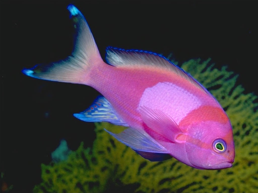 Fonds d'cran Animaux Vie marine - Poissons 