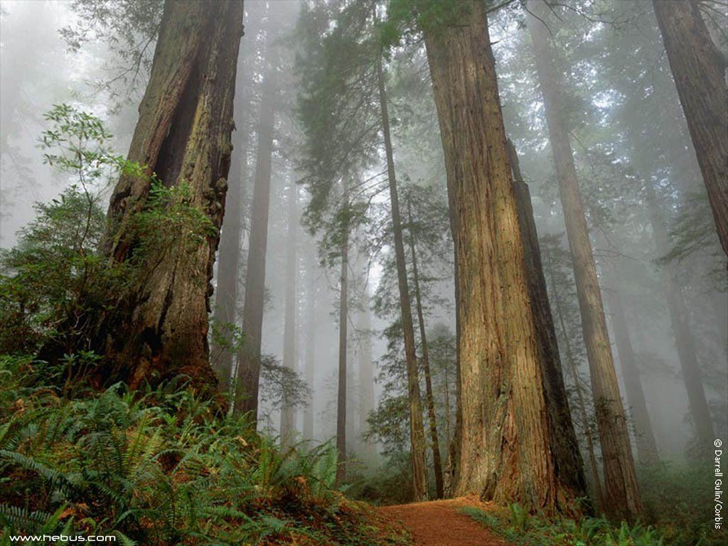 Fonds d'cran Nature Arbres - Forts 