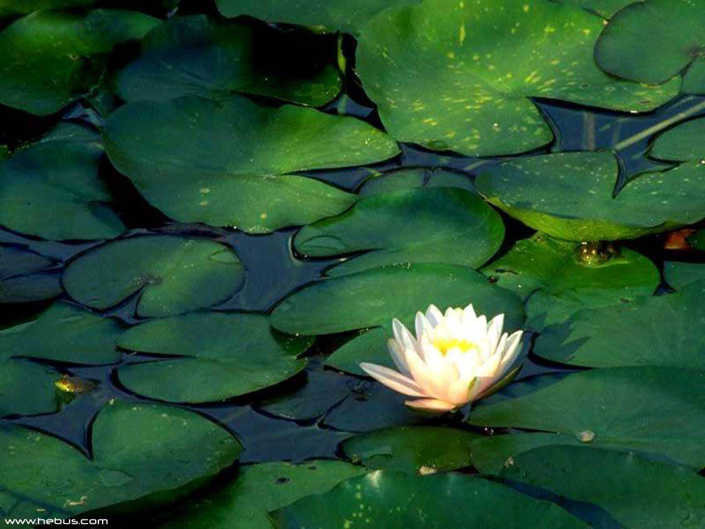 Fonds d'cran Nature Fleurs 