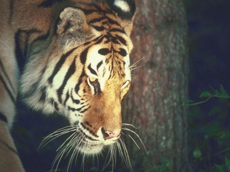 Fonds d'cran Animaux Flins - Tigres Wallpaper N39245