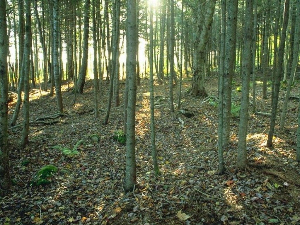 Fonds d'cran Nature Arbres - Forts 