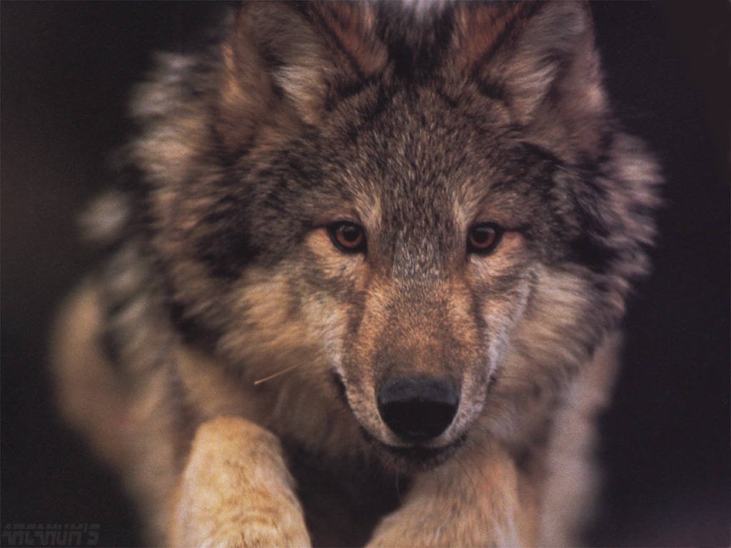 Wallpapers Animals Wolves 