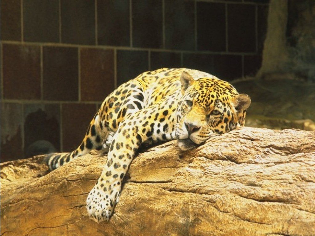 Wallpapers Animals Felines - Jaguars 