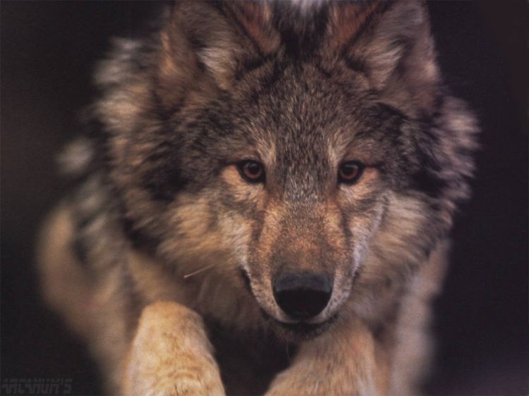 Wallpapers Animals Wolves Wallpaper N38913