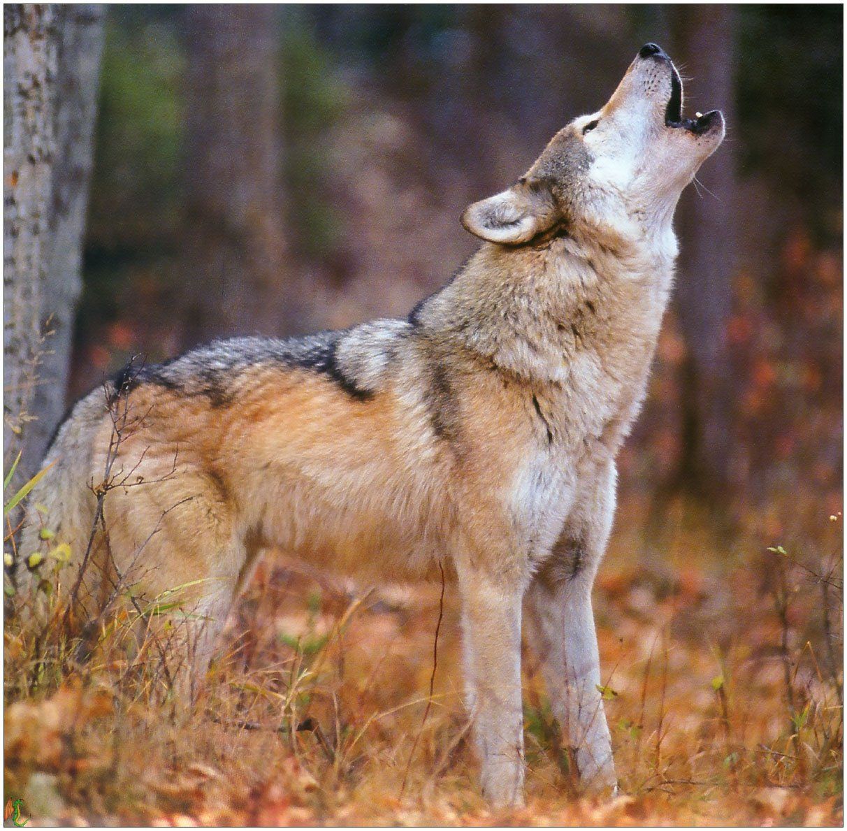 Wallpapers Animals Wolves 