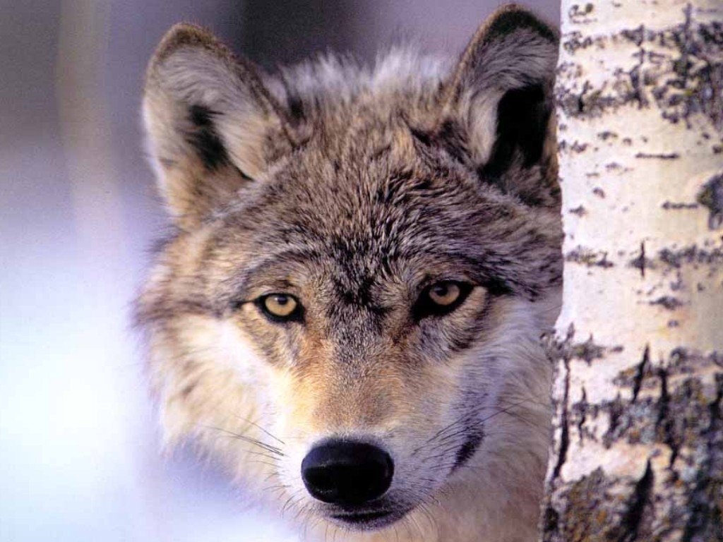 Wallpapers Animals Wolves 