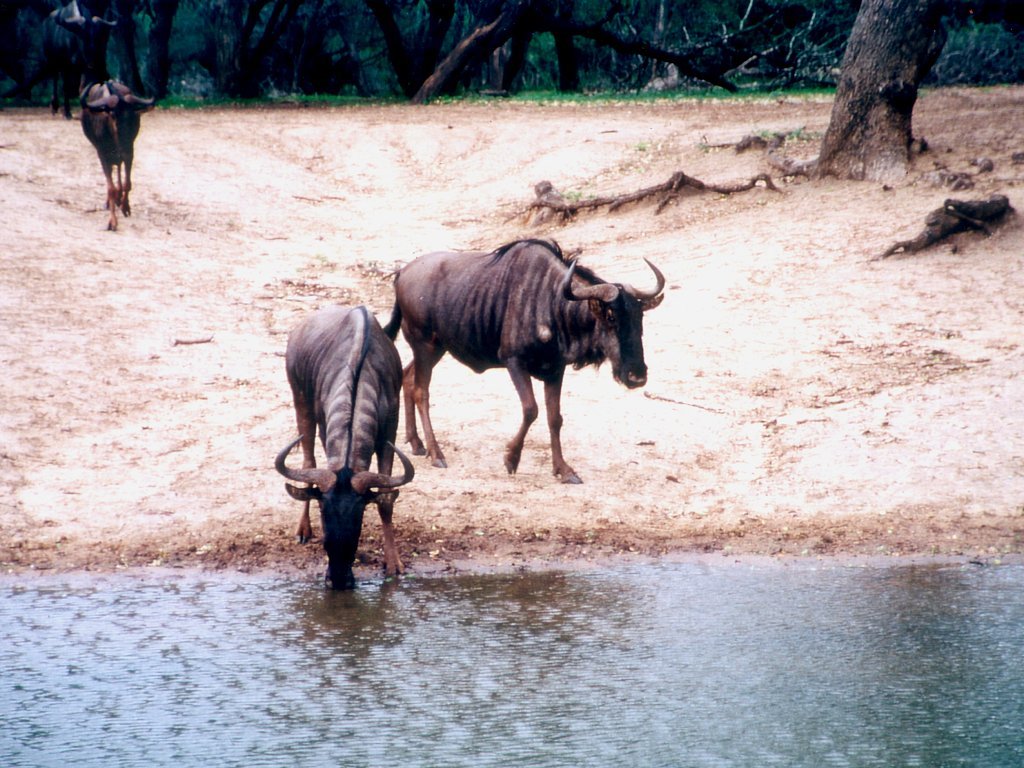 Fonds d'cran Animaux Gnous 