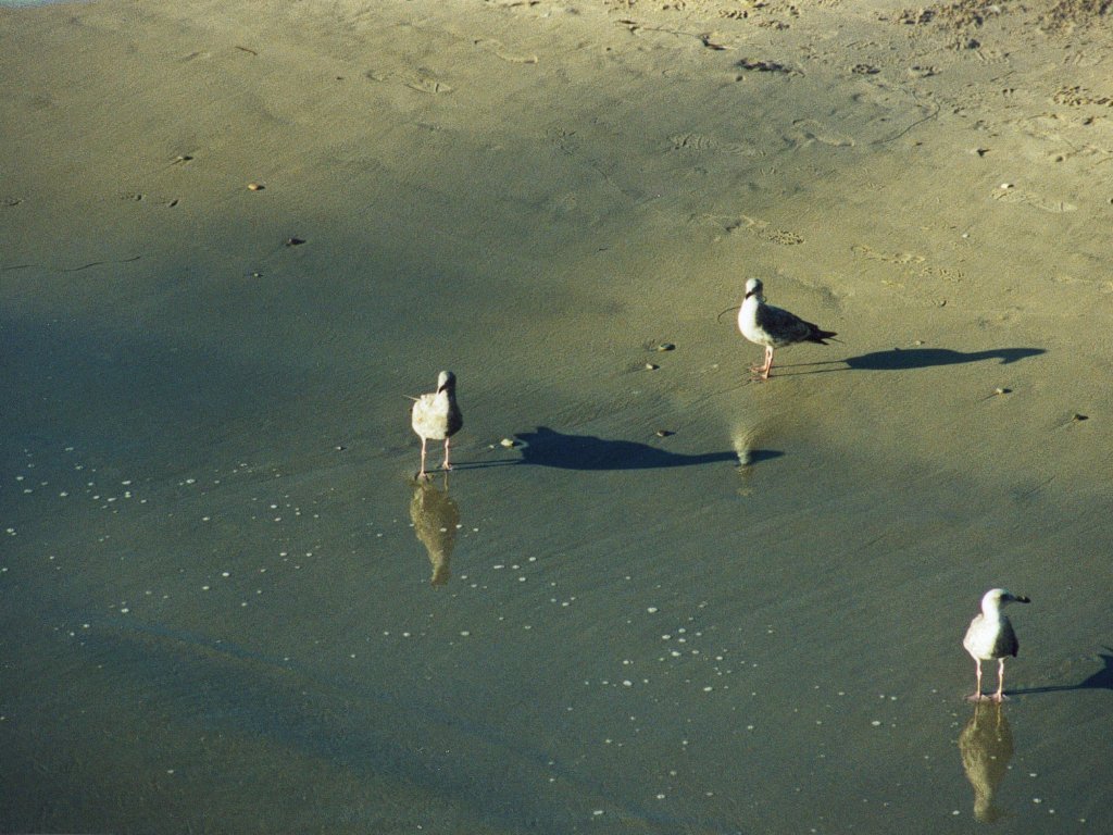 Fonds d'cran Animaux Oiseaux - Mouettes et Golands 