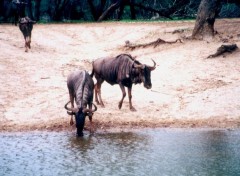 Fonds d'cran Animaux Image sans titre N38788