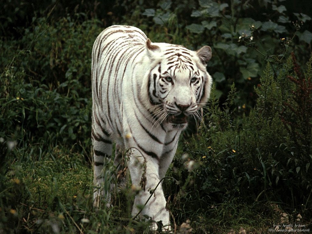 Fonds d'cran Animaux Flins - Tigres 