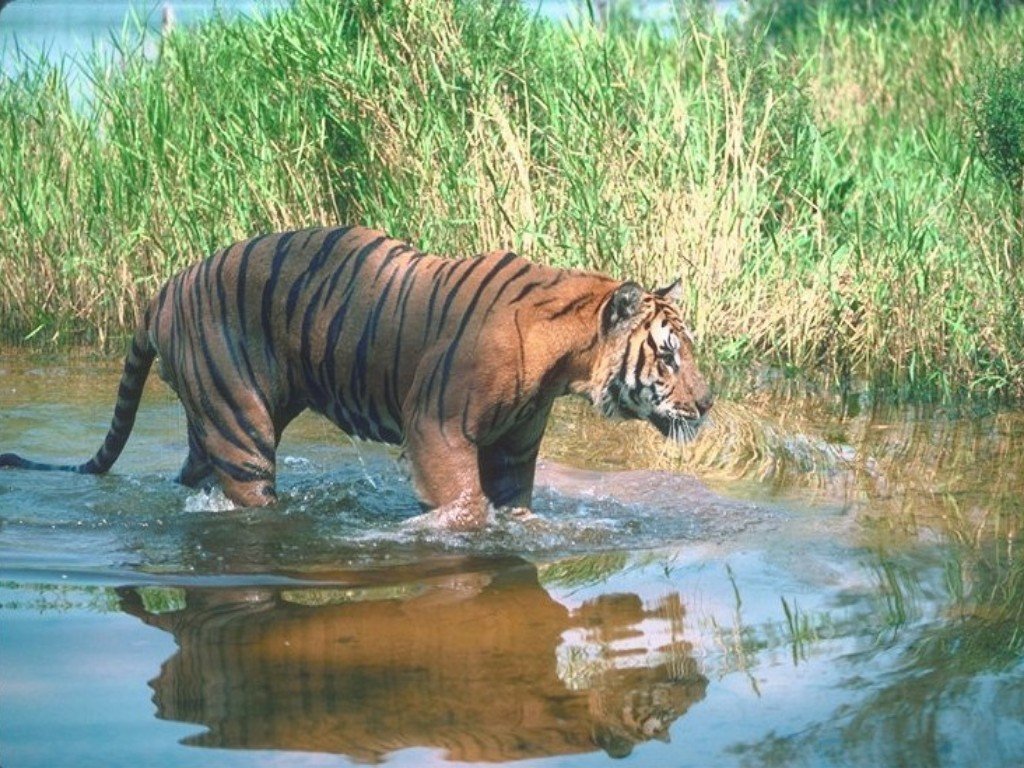 Fonds d'cran Animaux Flins - Tigres 