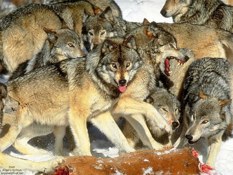 Fonds d'cran Animaux Loups Wallpaper N38885