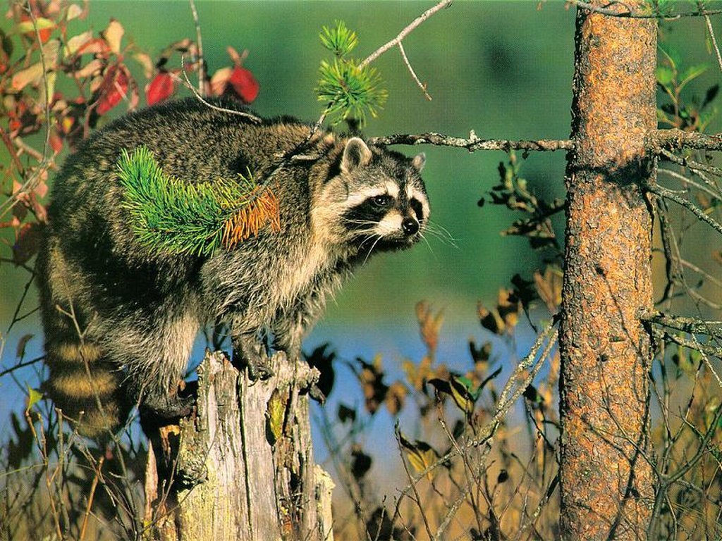 Wallpapers Animals Raccoons 