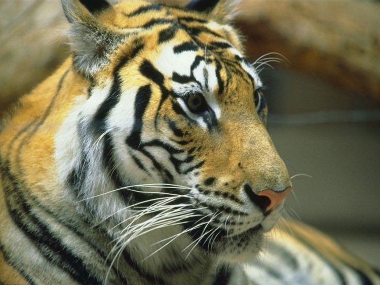 Fonds d'cran Animaux Flins - Tigres Wallpaper N39225