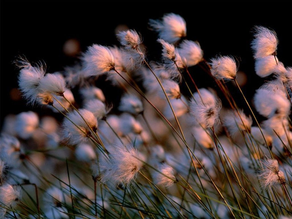 Fonds d'cran Nature Fleurs 