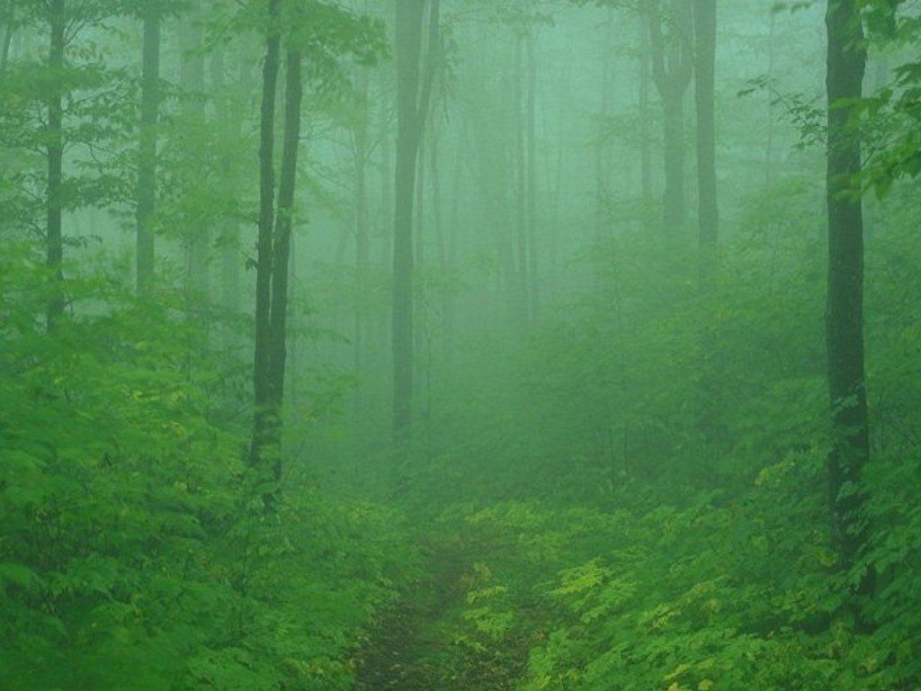 Fonds d'cran Nature Arbres - Forts 