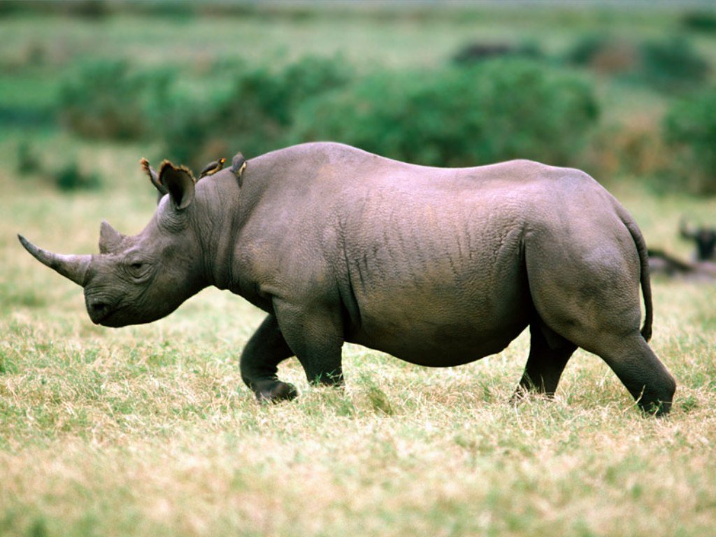 Wallpapers Animals Rhinoceros 