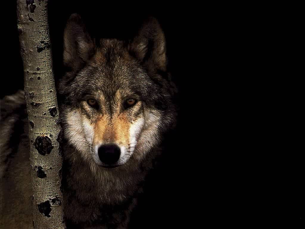 Wallpapers Animals Wolves 