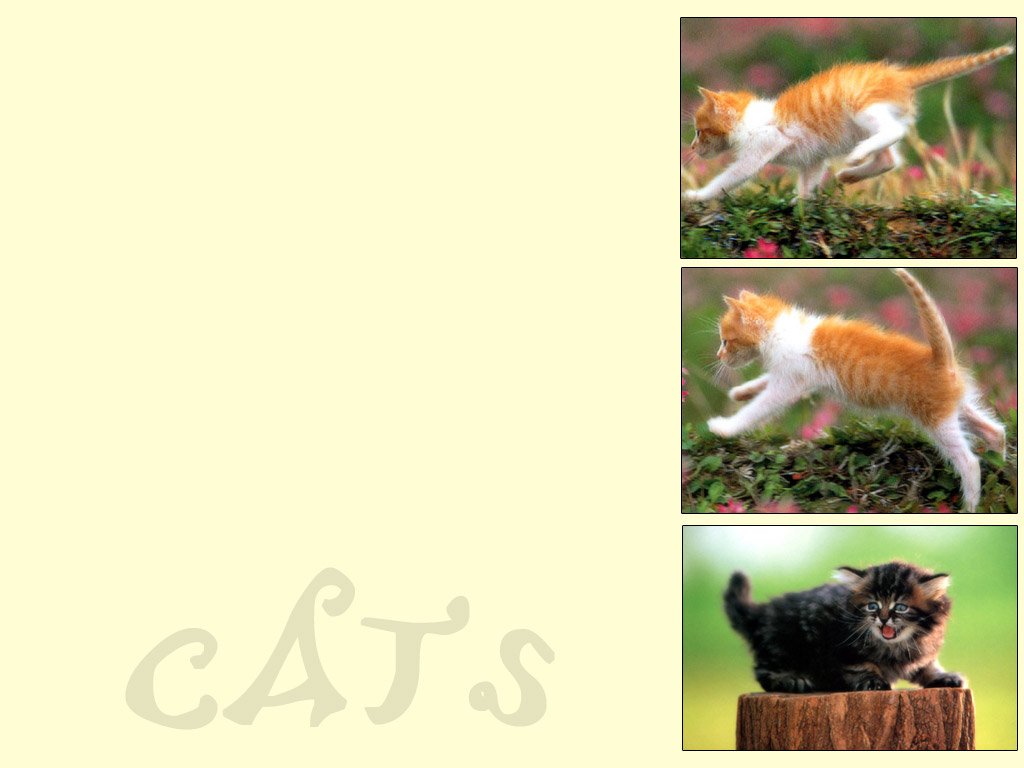 Wallpapers Animals Cats - Kittens 