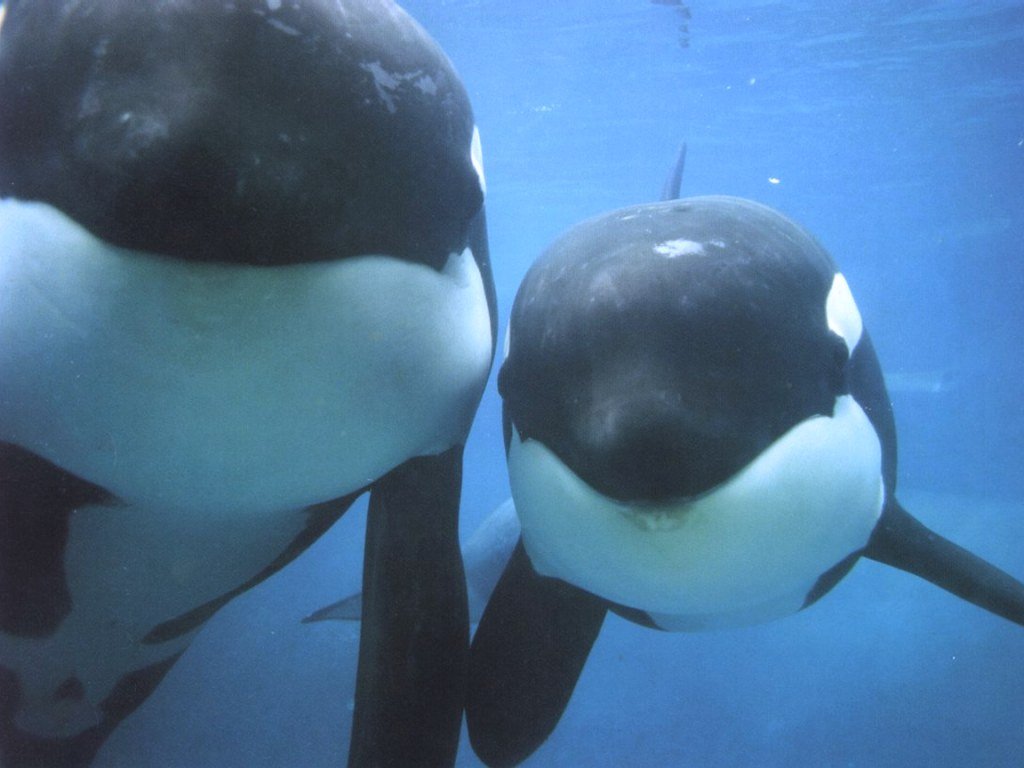 Fonds d'cran Animaux Vie marine - Orques 