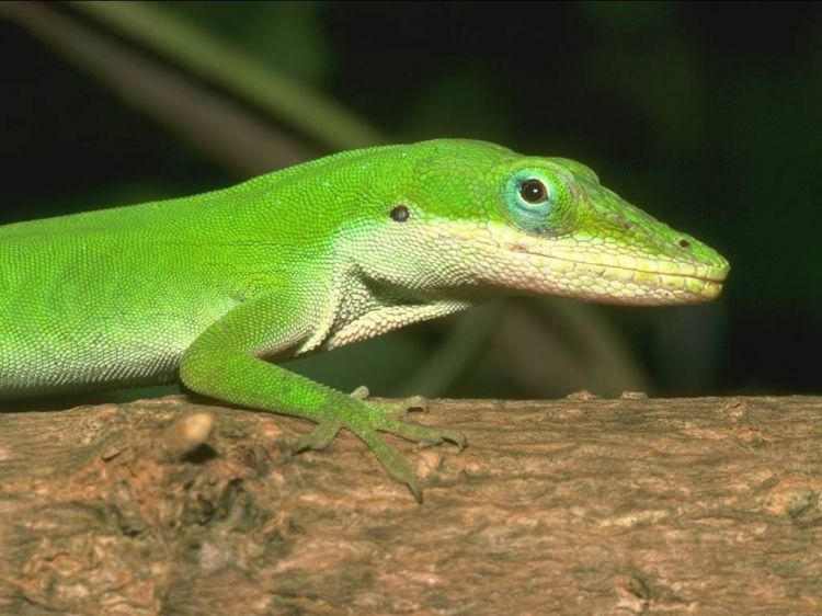 Fonds d'cran Animaux Lzards - Iguanes Wallpaper N38852