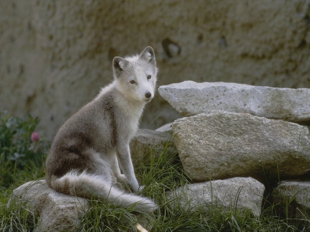 Fonds d'cran Animaux Loups 