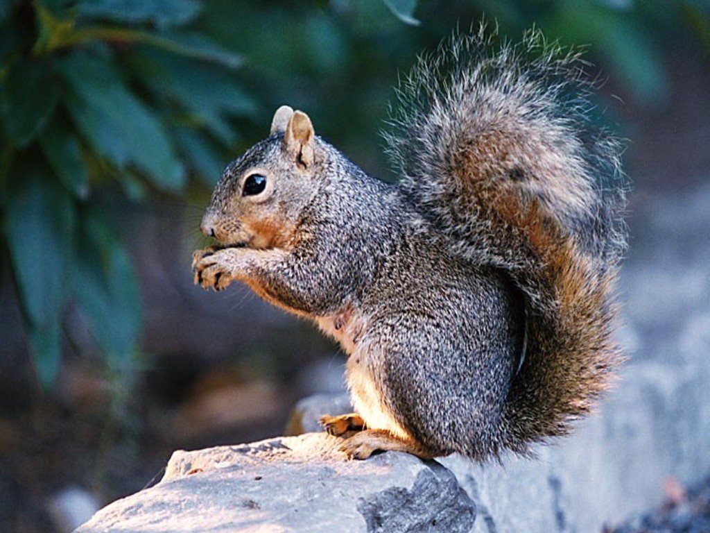 Fonds d'cran Animaux Rongeurs - Ecureuils 