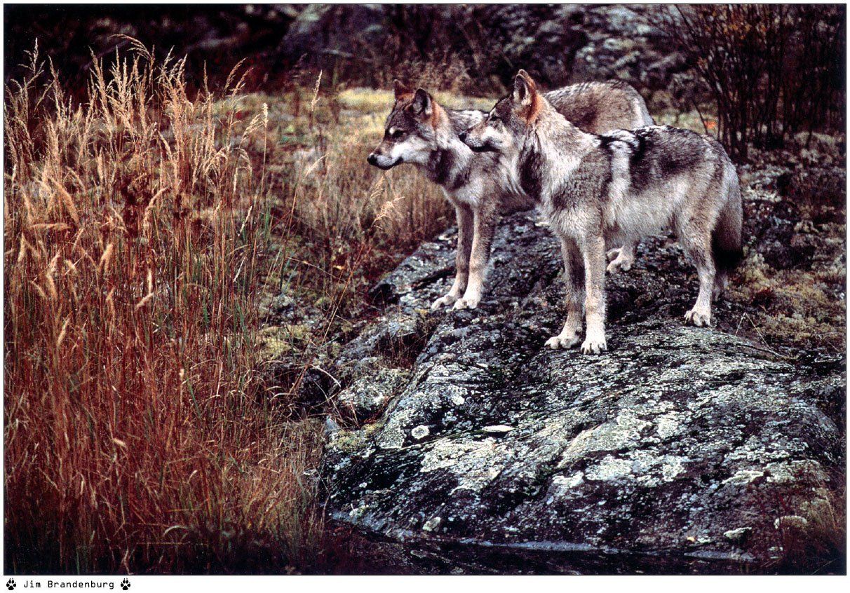 Fonds d'cran Animaux Loups 